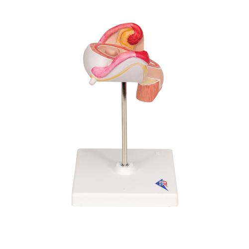 Embryo Model, 2nd Month - 3B Smart Anatomy, 1000323 [L10/2], Pregnancy Models