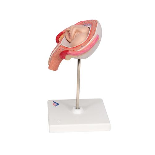 Fetus Model, 4th Month in Abdominal Position - 3B Smart Anatomy, 1018626 [L10/4], Human