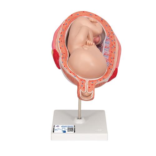Fetus Model, 7th Month - 3B Smart Anatomy, 1000329 [L10/8], Human