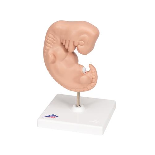 Human Embryo Model, 25 times Life-Size - 3B Smart Anatomy, 1014207 [L15], Human