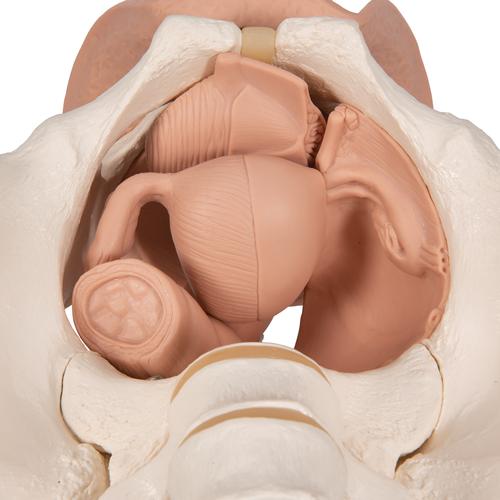 Female Pelvis Skeleton with Genital Organs, 3 part - 3B Smart Anatomy, 1000335 [L31], Genital and Pelvis Models