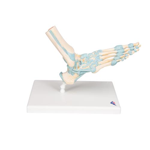 Foot Skeleton Model with Ligaments - 3B Smart Anatomy, 1000359 [M34], Leg and Foot Skeleton Models