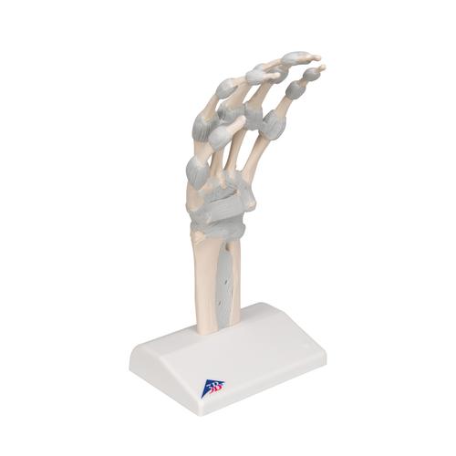 Hand Skeleton Model with Elastic Ligaments - 3B Smart Anatomy, 1013683 [M36], Arm and Hand Skeleton Models