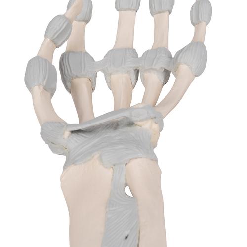 Hand Skeleton Model with Elastic Ligaments - 3B Smart Anatomy, 1013683 [M36], Arm and Hand Skeleton Models