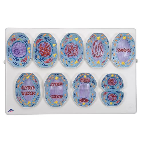 Mitosis Model, 1013868 [R01/1], Meiosis and Mitosis