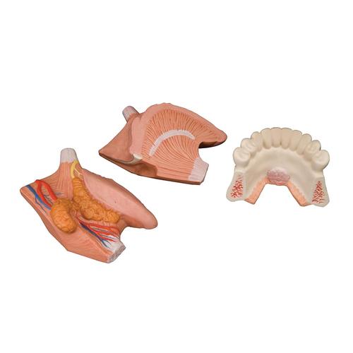 Tongue Model, 2.5 times Life-Size, 4 part - 3B Smart Anatomy, 1002502 [T12010], Dental Models