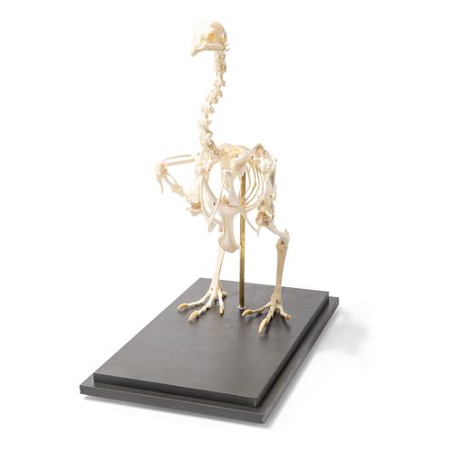 Chicken Skeleton (Gallus gallus domesticus), Specimen, 1020966 [T300021], Ornithology (Ornithology)