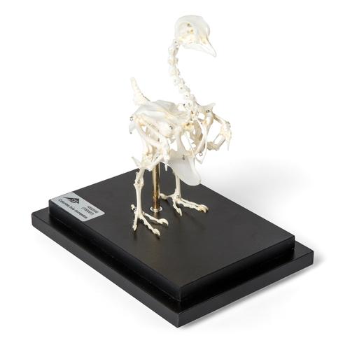 Pigeon Skeleton (Columba livia domestica), Specimen, 1020982 [T300071], Birds