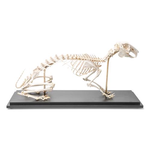 Rabbit Skeleton (Oryctolagus cuniculus var. domestica), Specimen, 1020985 [T300081], Pets