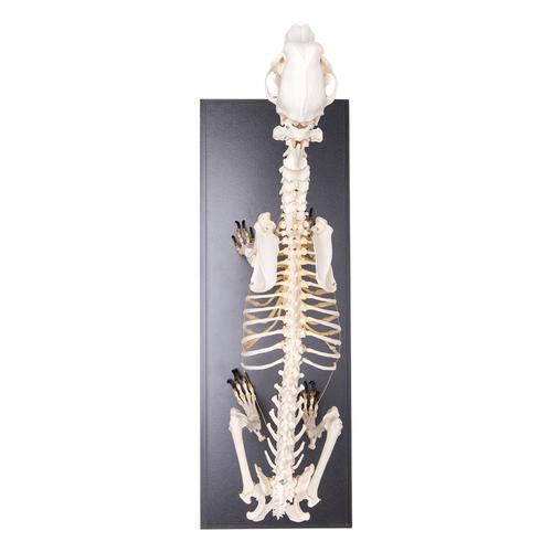 Dog Skeleton (Canis lupus familiaris), Size L, Specimen, 1020989 [T300091L], Pets
