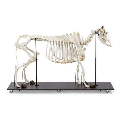Bovine Cow skeleton (Bos taurus), with horns, articulated, 1020974 [T300121w], Farm Animals