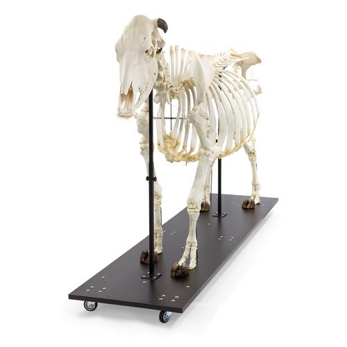Bovine Cow skeleton (Bos taurus), with horns, articulated, 1020974 [T300121w], Farm Animals