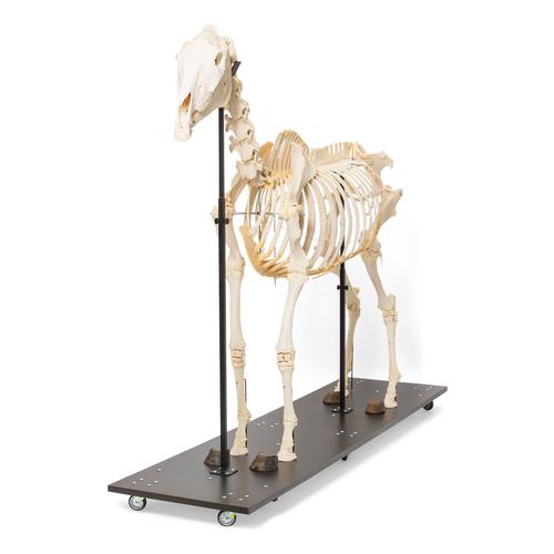 Horse Skeleton (Equus ferus caballus), Female, Specimen, 1021002 [T300141f], Farm Animals