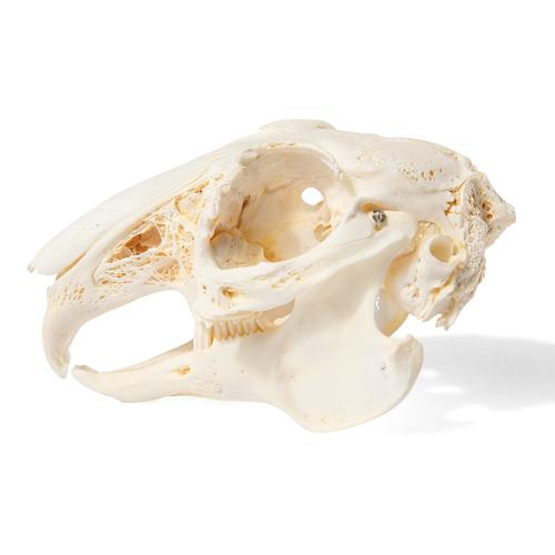 Rabbit Skull (Oryctolagus cuniculus var. domestica), Specimen, 1020987 [T300191], Pets
