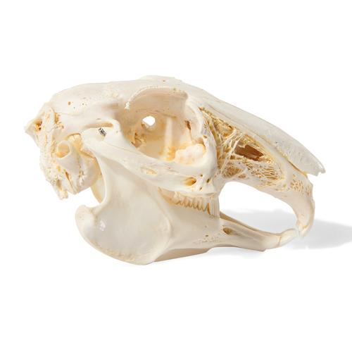 Rabbit Skull (Oryctolagus cuniculus var. domestica), Specimen, 1020987 [T300191], Stomatology