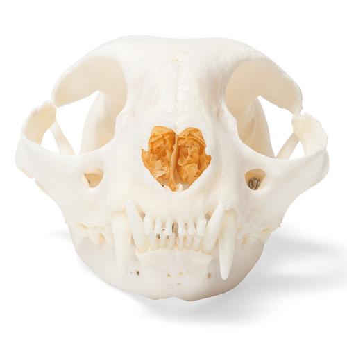 Cat Skull (Felis catus), Specimen, 1020972 [T300201], Pets