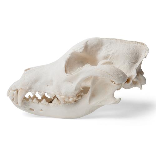 Dog Skull (Canis lupus familiaris), Size L, Specimen, 1020995 [T30021L], Stomatology