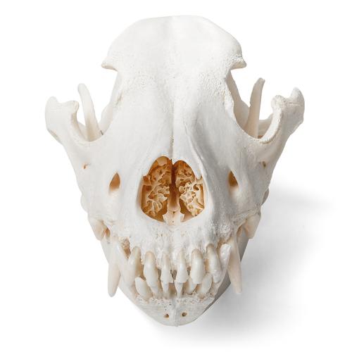 Dog Skull (Canis lupus familiaris), Size L, Specimen, 1020995 [T30021L], Predators (Carnivora)