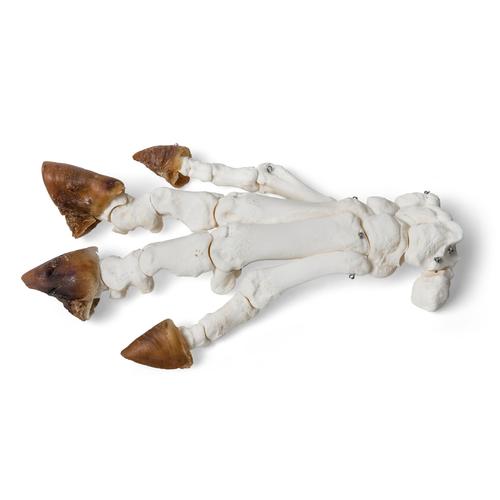 Domestic Pig Foot (Sus scrofa domesticus), Specimen, 1021064 [T300221], Osteology