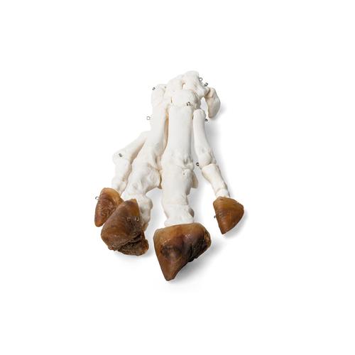 Domestic Pig Foot (Sus scrofa domesticus), Specimen, 1021064 [T300221], Osteology