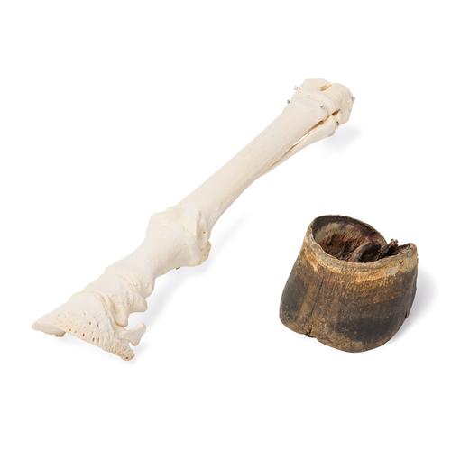 Horse (Equus ferus caballus), carpal bones, specimen, 1021053 [T30023A], Osteology