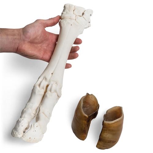 Bovine foot (Bos taurus), specimen, 1021063 [T300311], Osteology