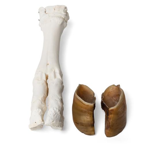 Bovine foot (Bos taurus), specimen, 1021063 [T300311], Osteology