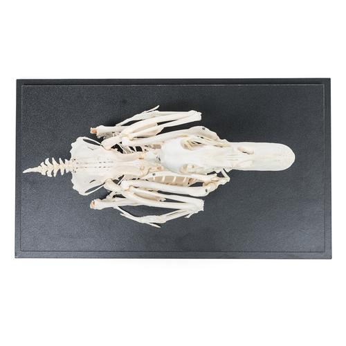 Duck Skeleton (Anas platyrhynchos domestica), Specimen, 1020979 [T300351], Birds