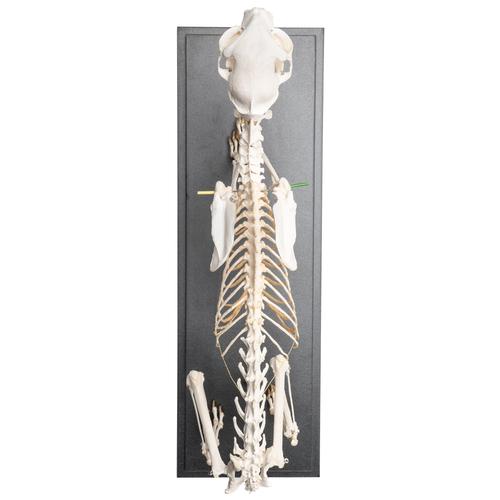 Cat Skeleton (Felis catus), Flexibly Mounted, Specimen, 1020970 [T300391], Pets