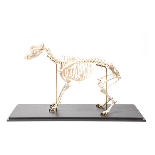 Dog Skeleton (Canis lupus familiaris), Size L, Flexibly Mounted, Specimen, 1020991 [T300401L], Pets