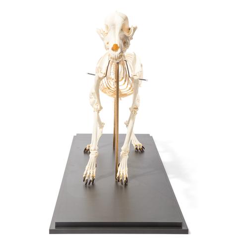 Dog Skeleton (Canis lupus familiaris), Size L, Flexibly Mounted, Specimen, 1020991 [T300401L], Pets