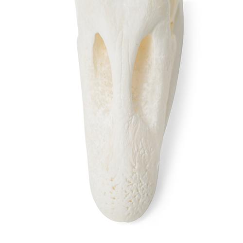 Goose Skull (Anser anser domesticus), Specimen, 1021035 [T30042], Stomatology