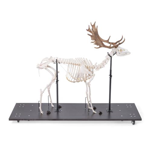 Fallow Deer Skeleton (Dama dama), male, articulated on base, 1021016 [T30048M], Farm Animals