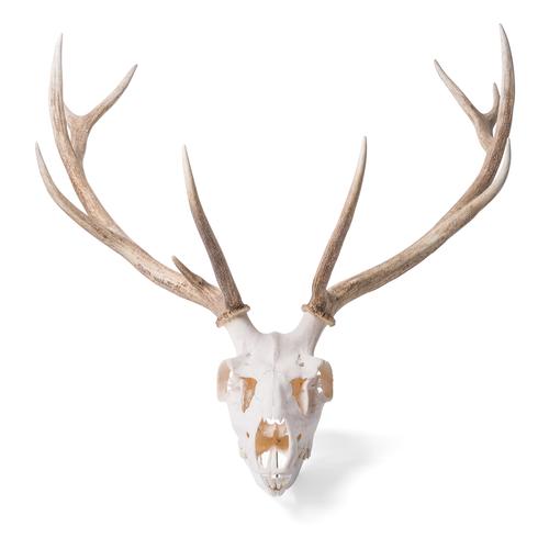 Red Deer skull (Cervus elaphus), male, 1021014 [T30050m], Farm Animals