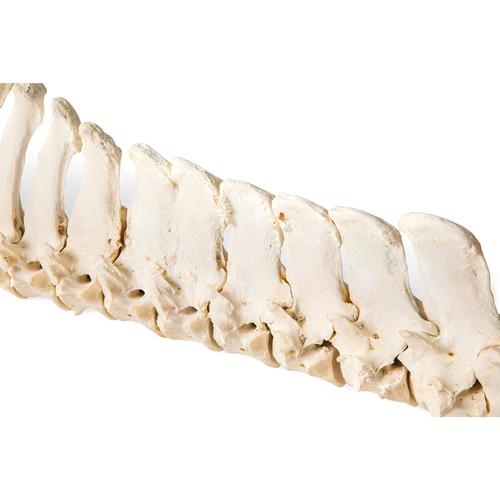Horse (Equus ferus caballus), spinal column, flexibly mounted, 1021048 [T30056], Farm Animals