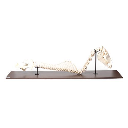 Horse (Equus ferus caballus), spinal column + head, rigidly mounted, 1021050 [T30057], Osteology