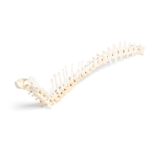 Dog (Canis lupus familiaris), spinal column, flexibly mounted, 1021057 [T30061], Osteology