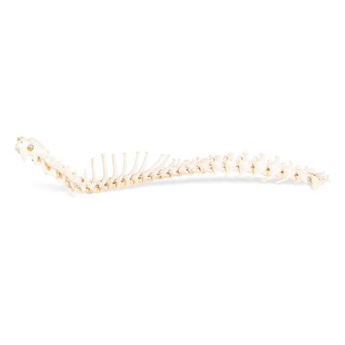 Dog (Canis lupus familiaris), spinal column, flexibly mounted, 1021057 [T30061], Osteology