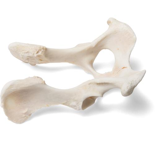 Dog (Canis lupus familiaris), pelvis, 1021062 [T30065], Osteology