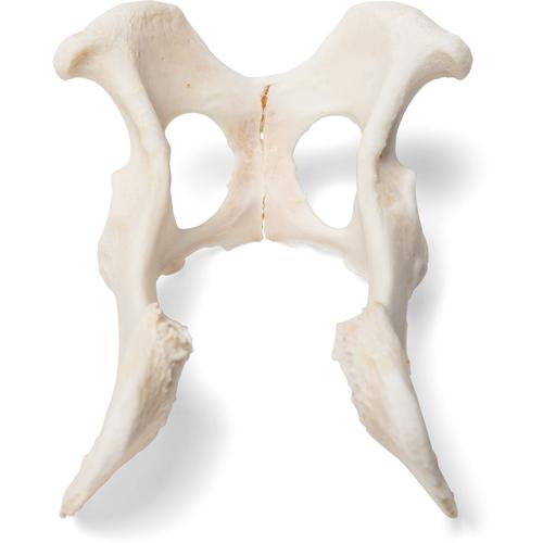 Dog (Canis lupus familiaris), pelvis, 1021062 [T30065], Osteology