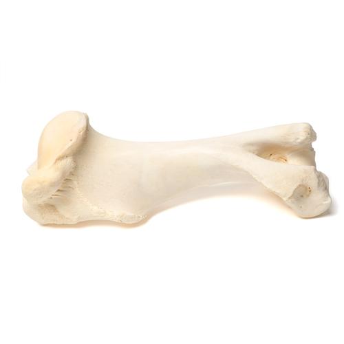 Mammalian humerus, 1021066 [T30067], Osteology