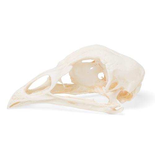 Chicken Skull (Gallus gallus domesticus), Specimen, 1020968 [T30070], Stomatology