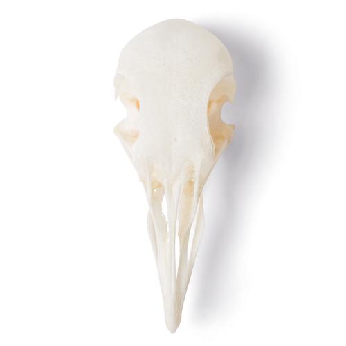 Pigeon Skull (Columba livia domestica), Specimen, 1020984 [T30071], Stomatology