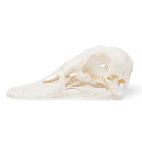 Duck Skull (Anas platyrhynchos domestica), Specimen, 1020981 [T30072], Birds