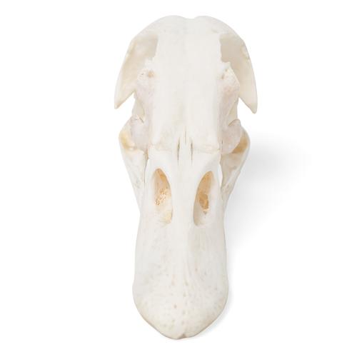 Duck Skull (Anas platyrhynchos domestica), Specimen, 1020981 [T30072], Ornithology (Ornithology)