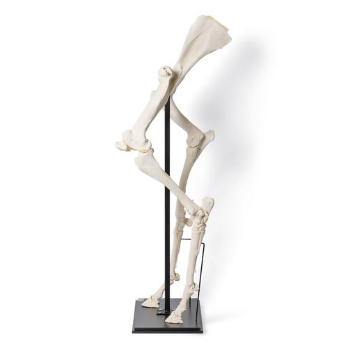 Front and Hind Legs of a Horse (Equus ferus caballus), Specimen, 1021052 [T30073], Osteology