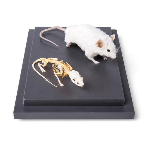 Mouse and Mouse Skeleton (Mus musculus) in Display Case, Specimens, 1021039 [T310011], Small Animals