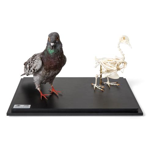 Pigeon and Pigeon Skeleton (Columba livia domestica), in Display Case, Specimens, 1021040 [T310051], Ornithology (Ornithology)