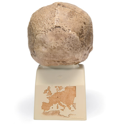 Replica Homo steinheimnensis Skull (Berkhemer, 1936), 1001296 [VP753/1], Anthropological Skulls