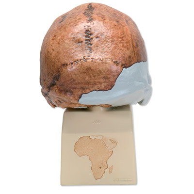 Replica Homo rhodesiensis Skull (Broken HillŸ Woodward, 1921), 1001297 [VP754/1], Anthropological Skulls